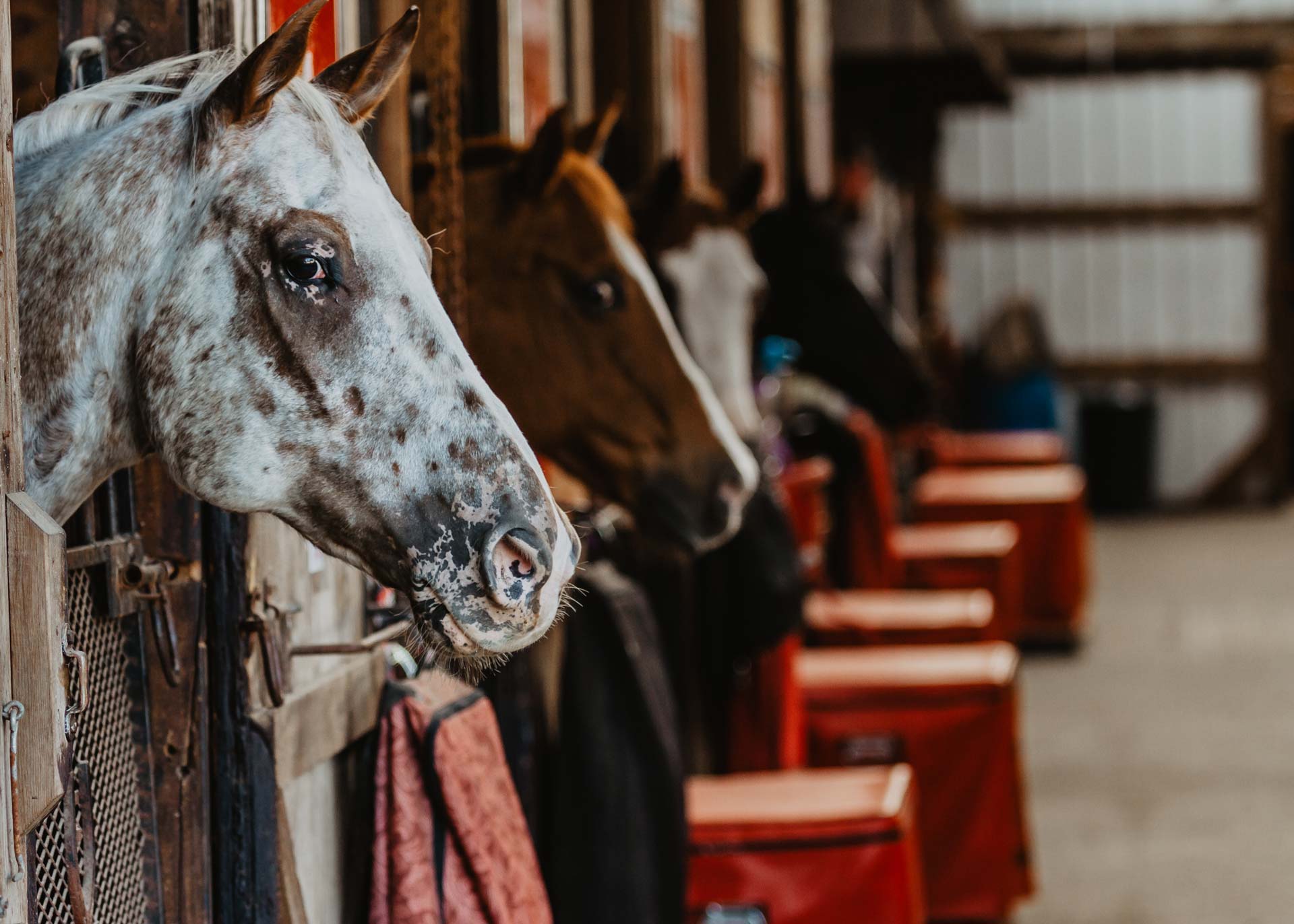 beautiful appaloosa horse and chestnut in background